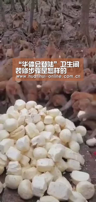 华体会体育官网入口